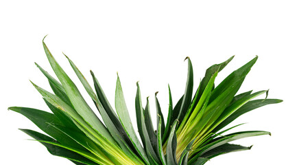 Yellow Ripe ripe pineapple on white background