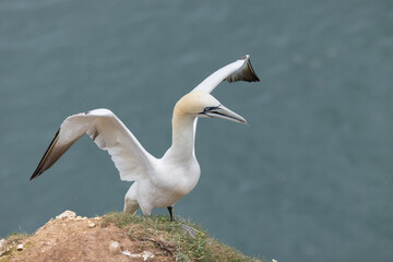 European gannet (Morus bassanus) spreading wing at Bempton Cliffs, a nature reserve run by the RSPB, at Bempton in the East Riding of Yorkshire, England