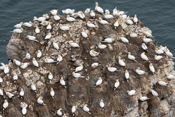 Gannets nesting on an outcrop of rock over the North Sea near Bempton Cliffs, Yorkshire, UK