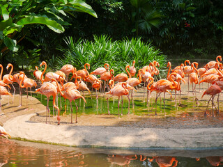 Obraz premium Caribbean flamingos also known as American flamingo (Phoenicopterus ruber) is a large species of flamingo relaxing in water river