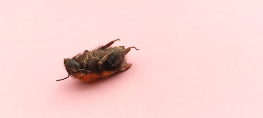 Selective focusing shot of a dead bee on a pink background. 