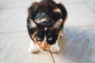 Stray cat crouching down