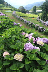 美しい紫陽花と田んぼと茶畑の田園風景