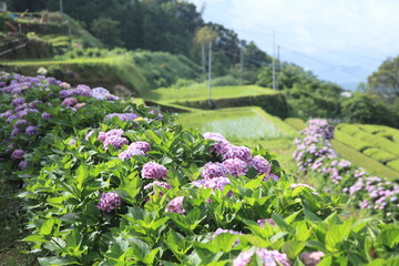 美しい紫陽花と田植え後の田園風景