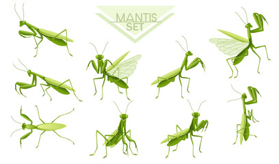 Collection of Green praying mantis cartoon bug design vector illustration