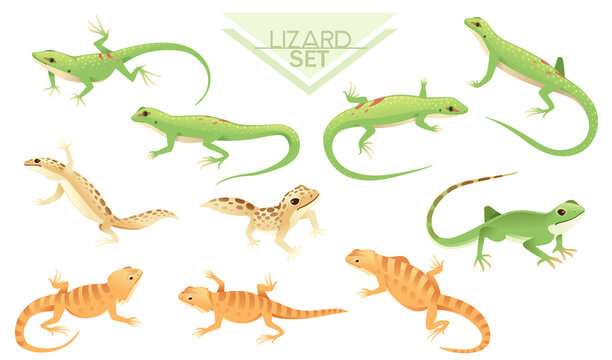 Collection of Green and brown small lizard cartoon animal design vector illustration