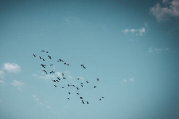 little black birds in the sky