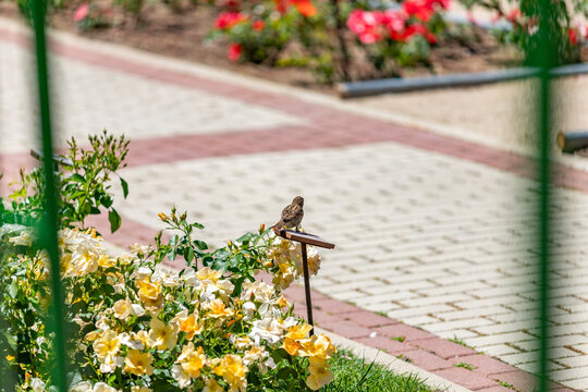 Sparrow. Flowers. Brown sparrow on the flowers and roses in the park of the rose garden of Parque del Oeste in Madrid. Background full of colorful flowers. In Spain. Europe. Photography.	