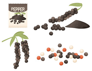 Set of Black pepper seasoning with whole and milled powder pepper paper package vector illustration on white background