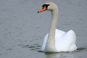 Obraz premium a wonderful swan on a pond