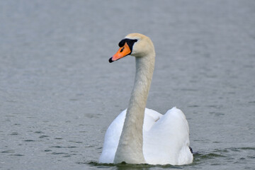 Fototapeta premium a wonderful swan on a pond