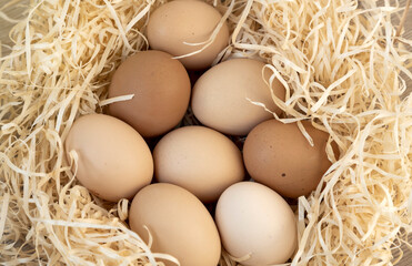 Farm chicken farm. Nest with brown chicken eggs.