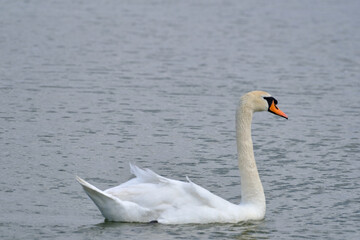 Obraz premium a wonderful swan on a pond