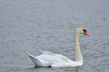 a wonderful swan on a pond
