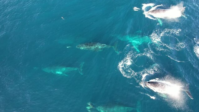 High angle view of Whale migration accompanied by Dolphins