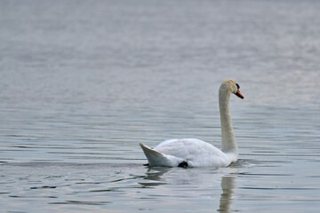 Fototapeta premium a wonderful swan on a pond