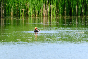 birds on a pond in summer