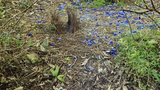 Slow motion panned view of the interesting nest of an Australian Bower Bird with its unusual shaped courting area and the masses of blue objects collected by the male bird to attract a mate.