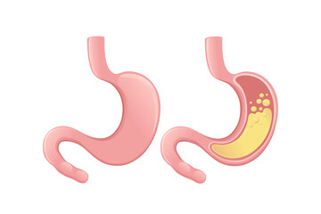 Human Stomach cartoon design human anatomy organ vector illustration on white background
