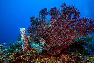 Caribbean coral garden, roatan