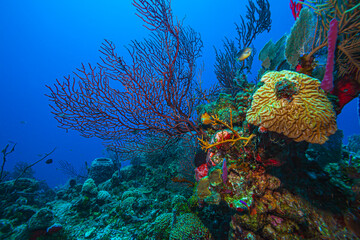 Caribbean coral garden, roatan © John Anderson
