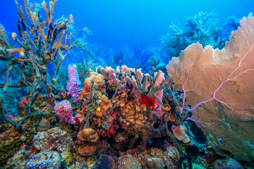 Naklejka na ściany i meble Caribbean coral garden, roatan