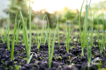 Green fresh onion sprouts on garden bed in organic vegetable garden on a farm