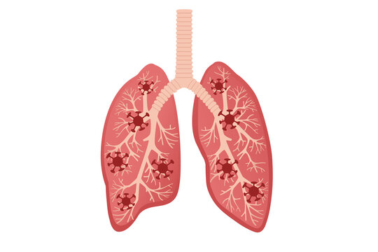 Human Lungs cartoon design human anatomy organ vector illustration on white background