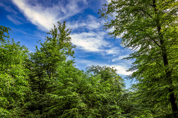 In den Nordvogesen bei Niederbronn-les-Bains