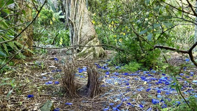 Panned view of the interesting nest of an Australian Bower Bird with its unusual shaped courting area and the masses of blue objects collected by the male bird to attract a mate.