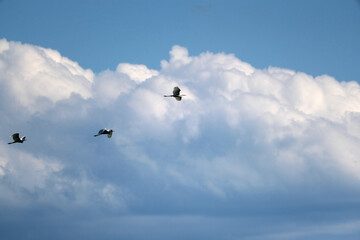 storks in the sky together flying