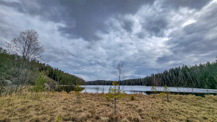 Obraz premium lake in the forest