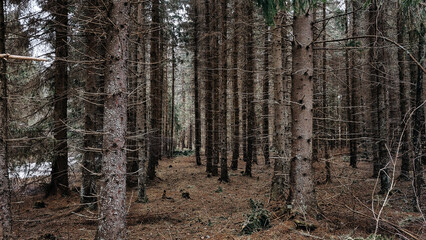 Fototapeta premium trees in the forest