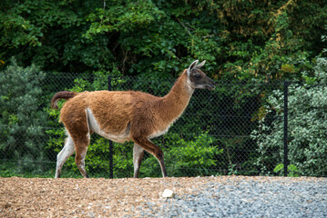 Portrait of a sheared lama - Cute Alpaca. graceful llama on the field. llama at the farm. 