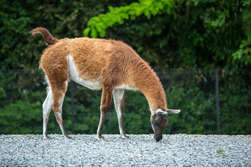 Portrait of a sheared lama - Cute Alpaca. graceful llama on the field. llama at the farm. 
