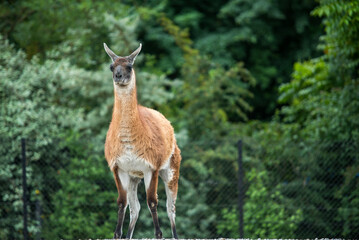 Portrait of a sheared lama - Cute Alpaca. graceful llama on the field. llama at the farm. 