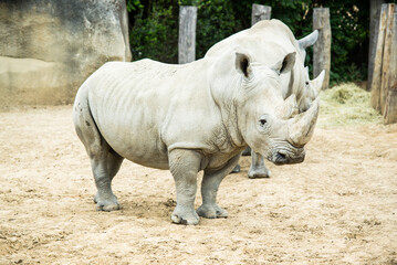 A close up photo of an endangered white rhino rhinoceros face, horn and eye. South Africa. Indian rhino at the zoo. 