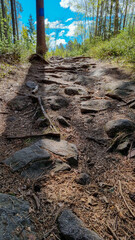 path and tree in the forest