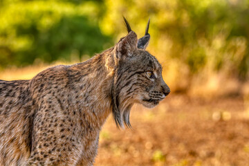 Fototapeta premium Iberian Lynx watching in Castilla La Mancha, Spain.