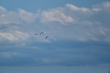 Fototapeta premium storks in the sky together flying