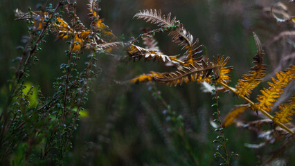 Paysage automnal dans la forêt des Landes de Gascogne, avec ses nombreuses fougères aux teintes orangées
