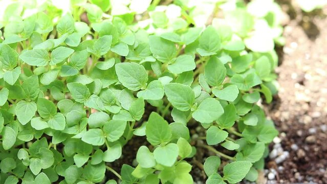 屋外の風にそよぐ日本の大葉の苗
