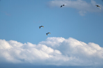 storks in the sky together flying
