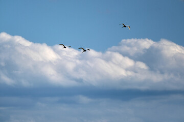 Obraz premium storks in the sky together flying