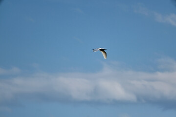 storks in the sky together flying