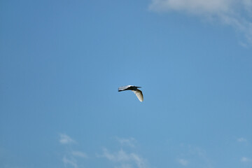 storks in the sky together flying