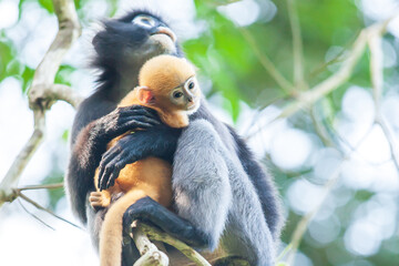 Mother dusky leaf monkey holding a newborn.