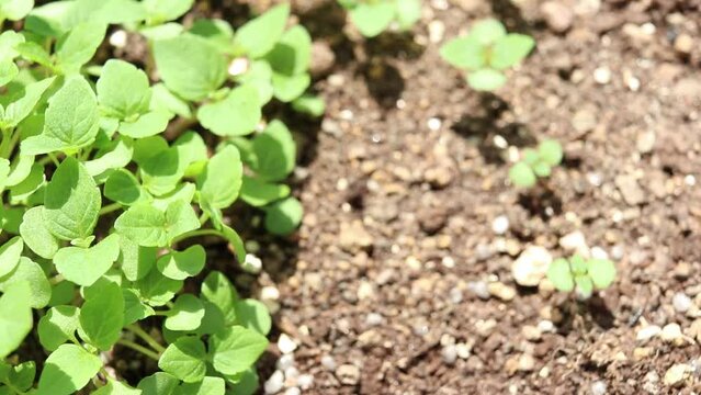 屋外の風にそよぐ日本の大葉の苗