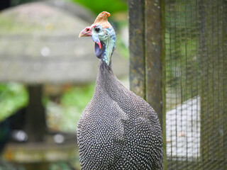 Helmeted guineafowl (Numida meleagris) is the best known of the guineafowl bird family roaming in park