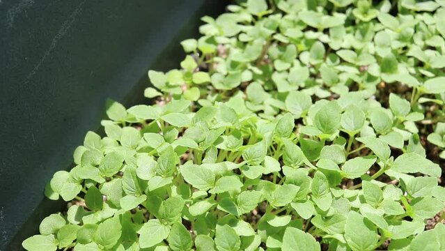 屋外の風にそよぐ日本の大葉の苗